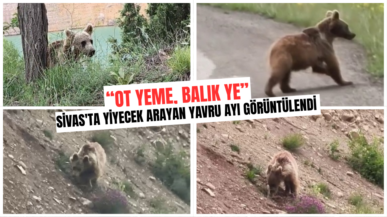 Sivas'ta yiyecek arayan yavru ayı görüntülendi