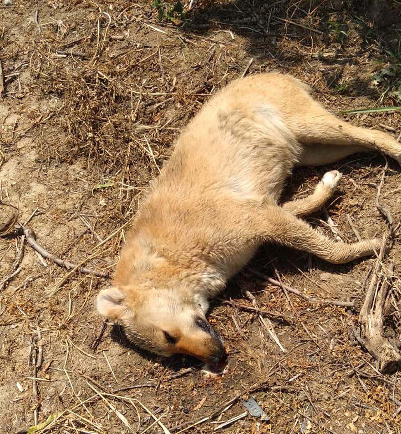 Zehirlendikleri öne sürülen 6 sokak köpeği ile 2 kedi öldü