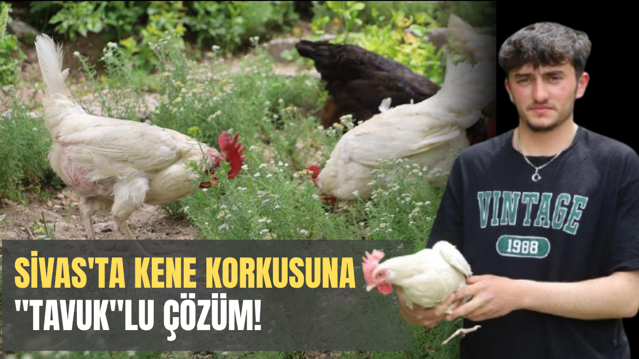Sivas'ta Kene Kabusuna 