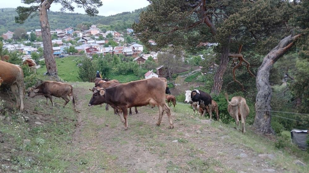 Sivas'ta  Büyükbaş Hayvanlar Faciadan Döndü