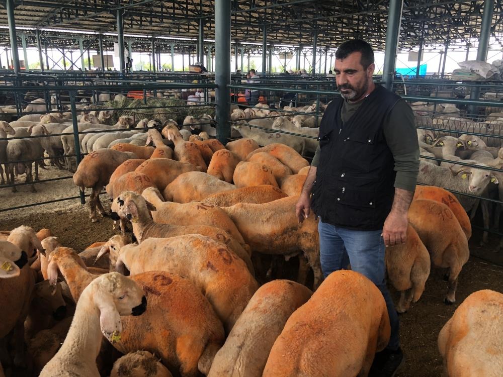 Sivas Kangalı ırkı kuzular pazarın gözdesi oldu!