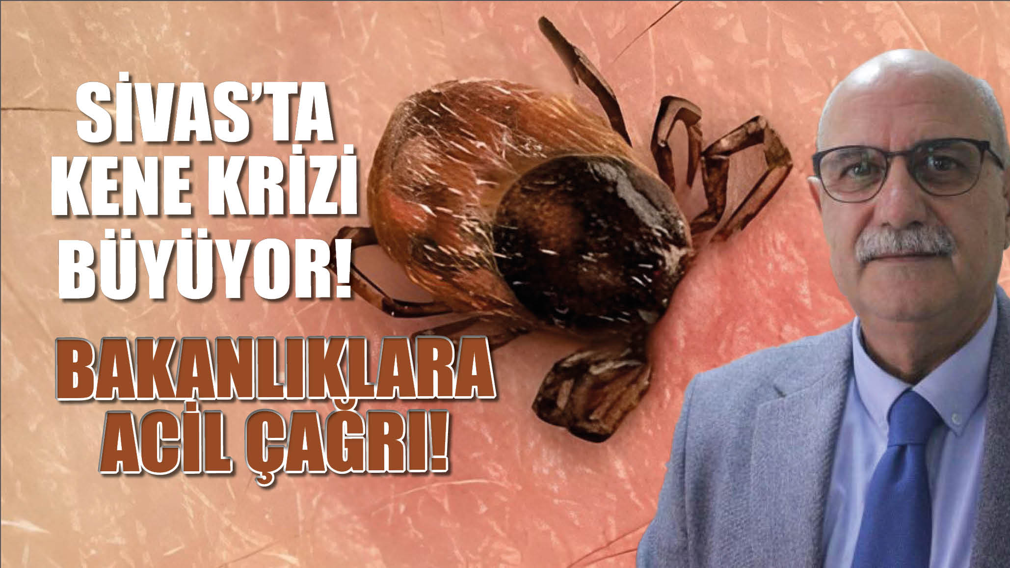 Sivas'ta Kene Krizi Büyüyor! Bakanlıklara Acil Çağrı