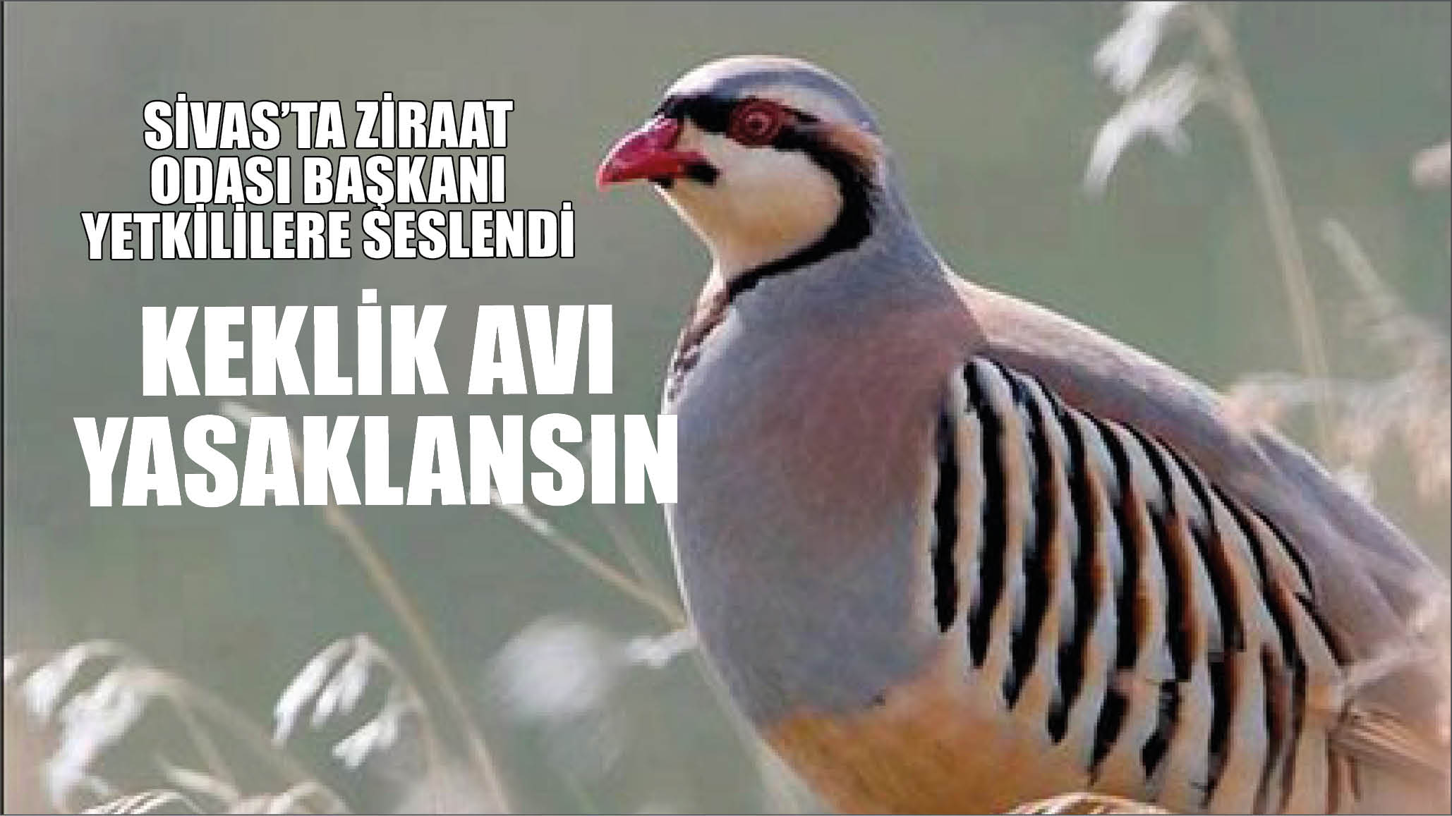 Sivas’ta Ziraat Odası Başkanı Yetkililere Seslendi: Keklik Avı Yasaklansın!