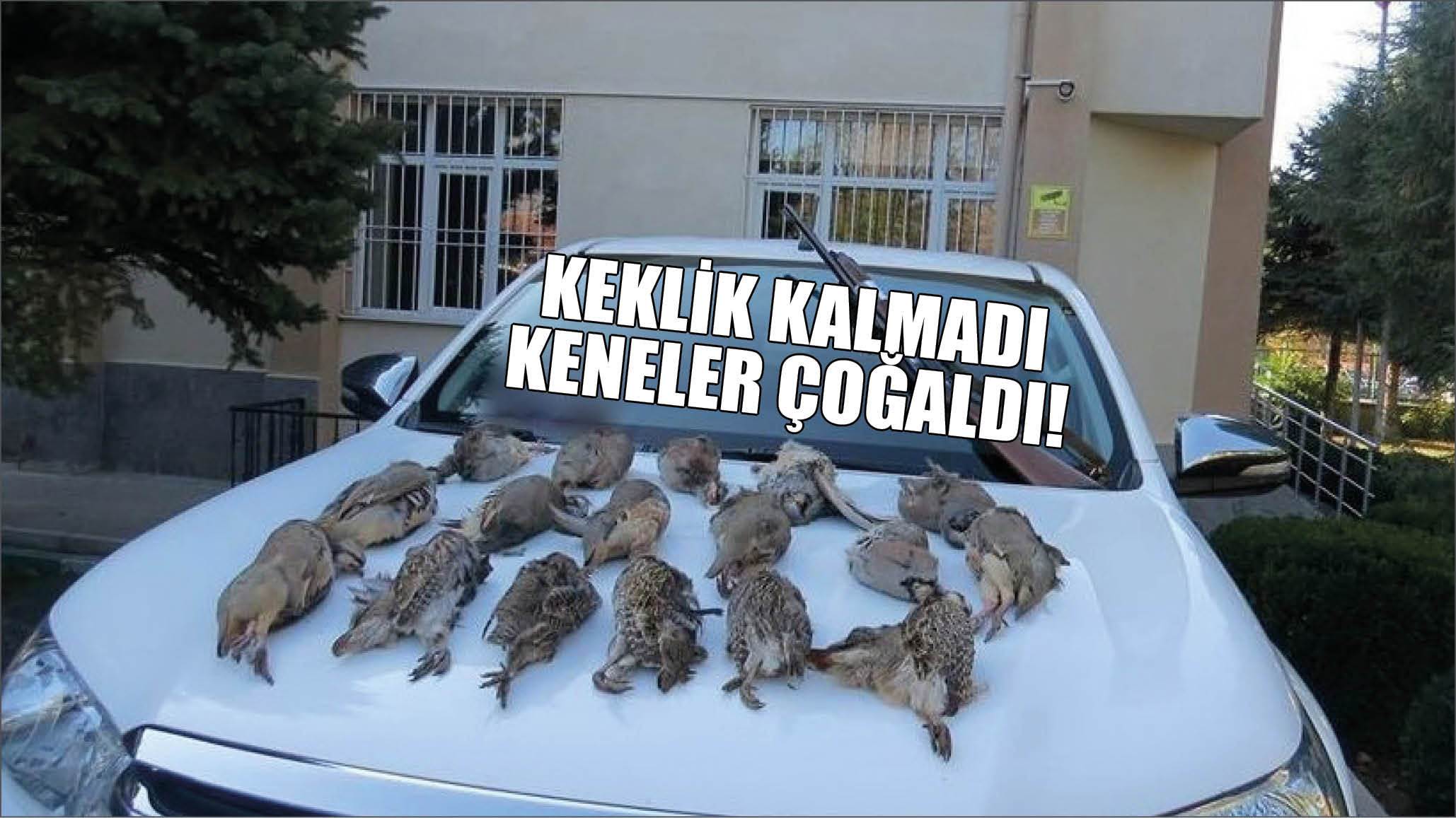 Keklik Kalmadı Keneler Çoğaldı!