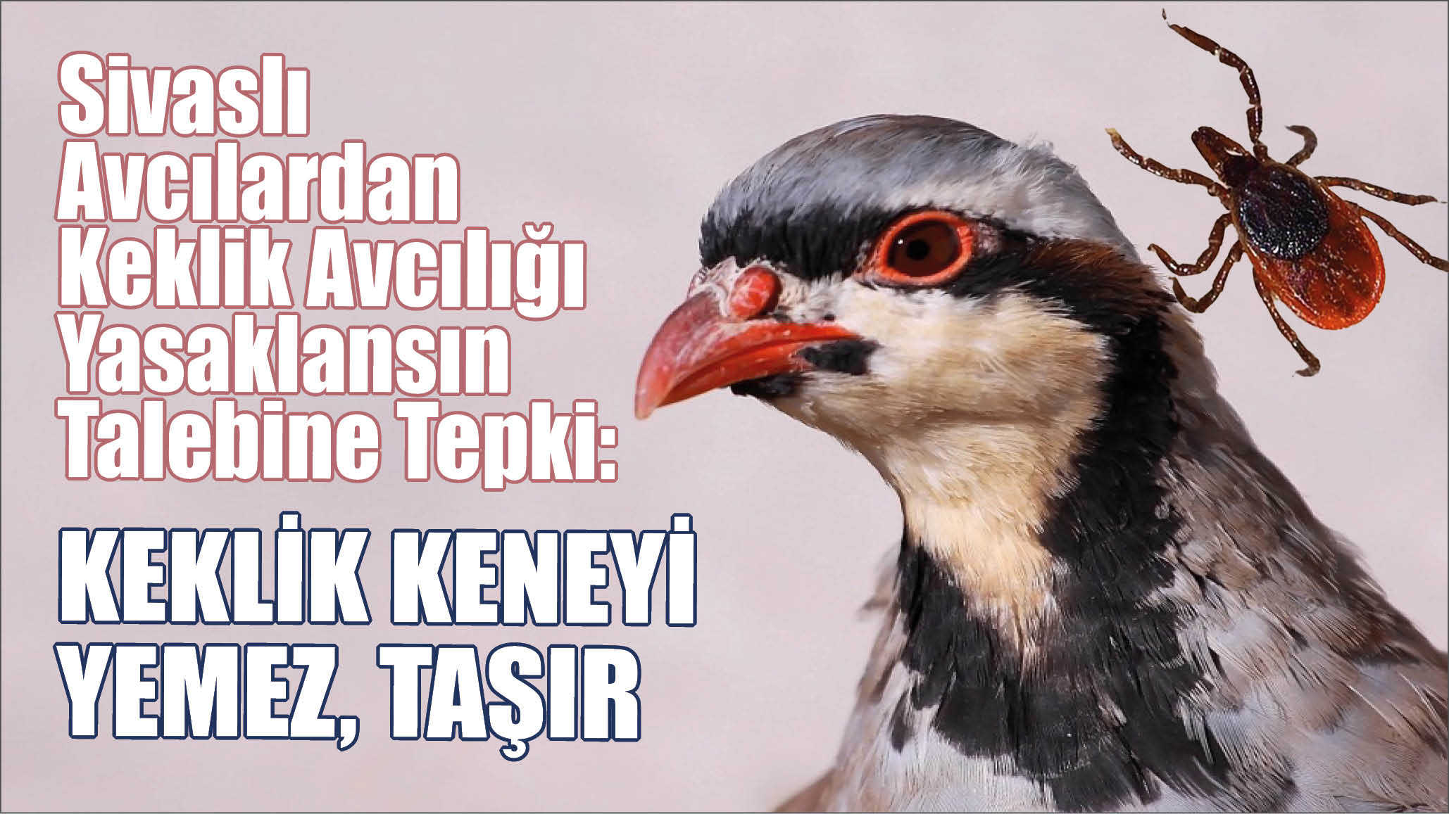 Sivaslı Avcılardan Keklik Avcılığı Yasaklansın Talebine Tepki: “Keklik Keneyi Yemez, Taşır”