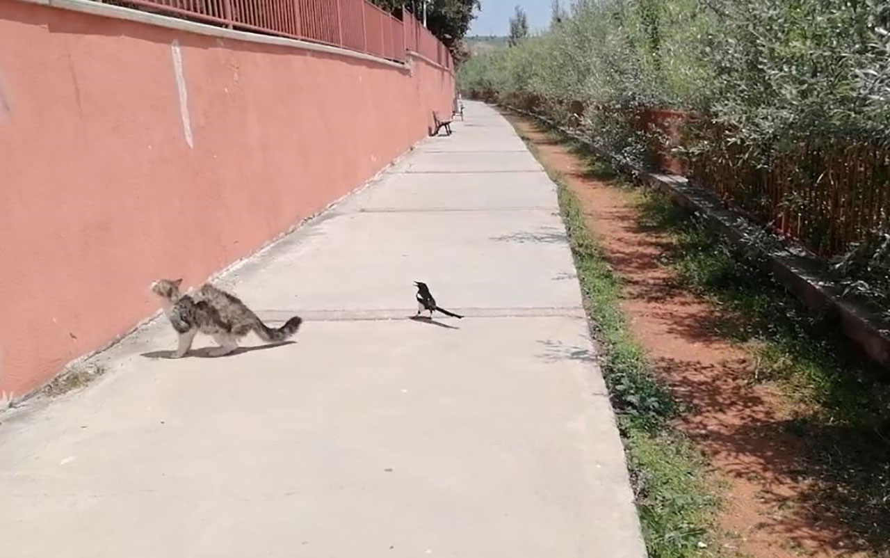 Kediyle dalga geçen karga güldürdü
