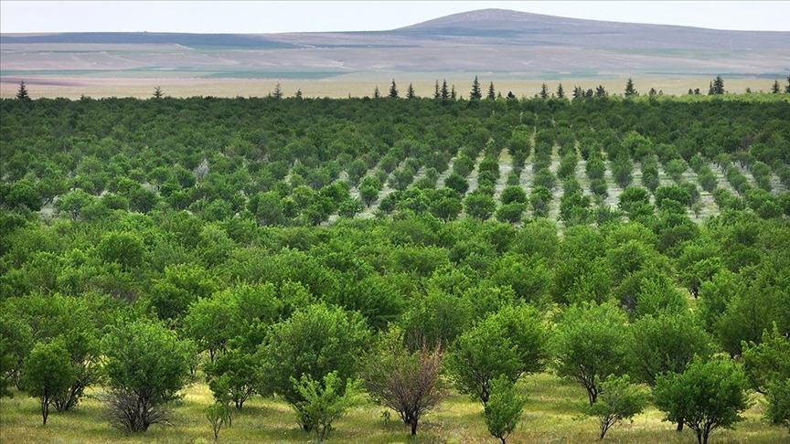 TİGEM'in ormanları erozyonla ve zararlılarla mücadele ediyor