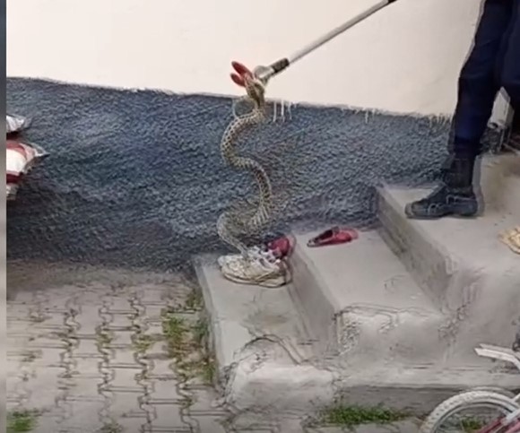 Sivas'ta panik anlar! Eve yılan girdi!