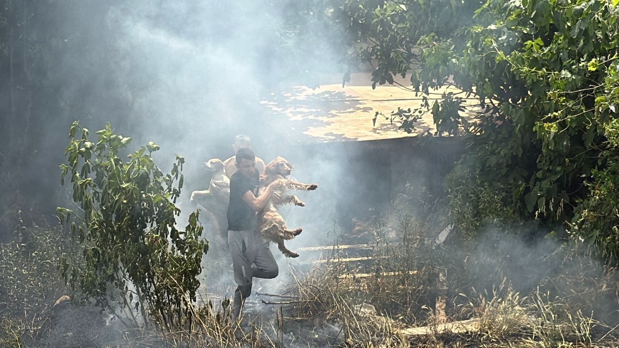 Alevler arasında kalan köpekler son anda kurtarıldı