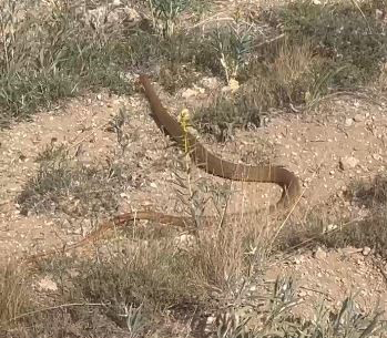 Sivas'ta  Şaşırtan Görüntü: 1.5 Metrelik Dev Yılan Görüntülendi!