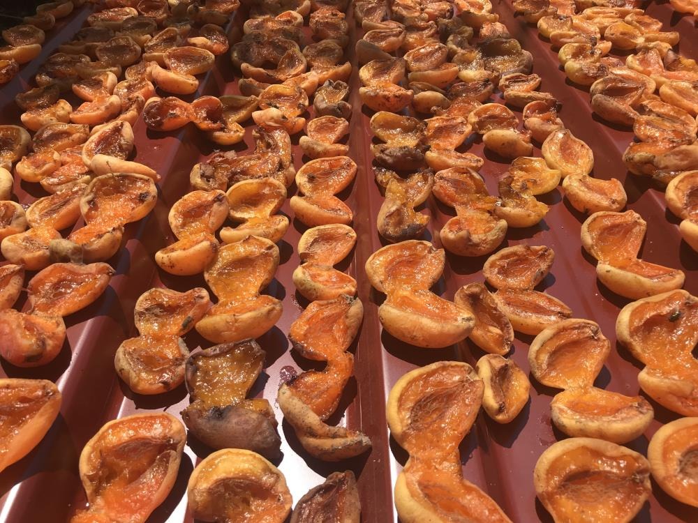Sivas'ta don oldu, kurusunun fiyatı bin lira oldu!