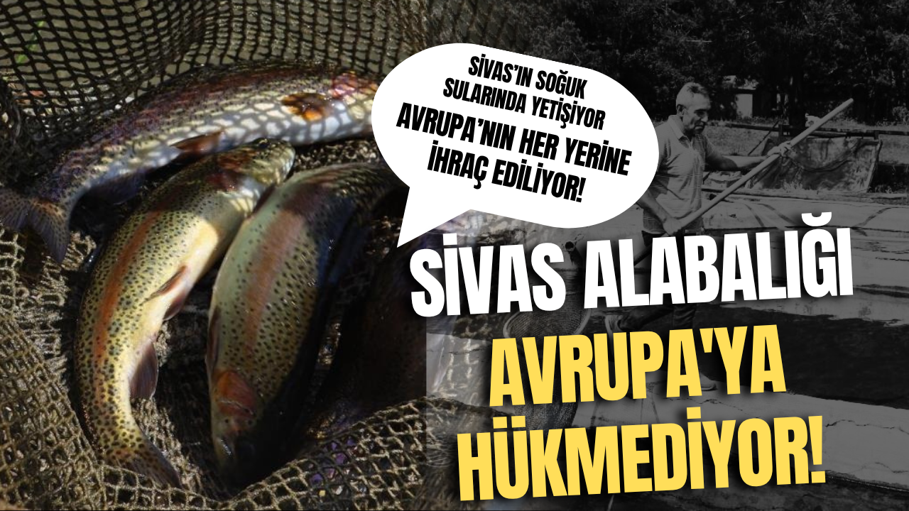 Sivas Alabalığı Avrupa'ya Hükmediyor!