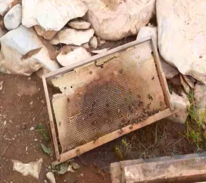 Ayılar arı kovanlarına zarar verdi