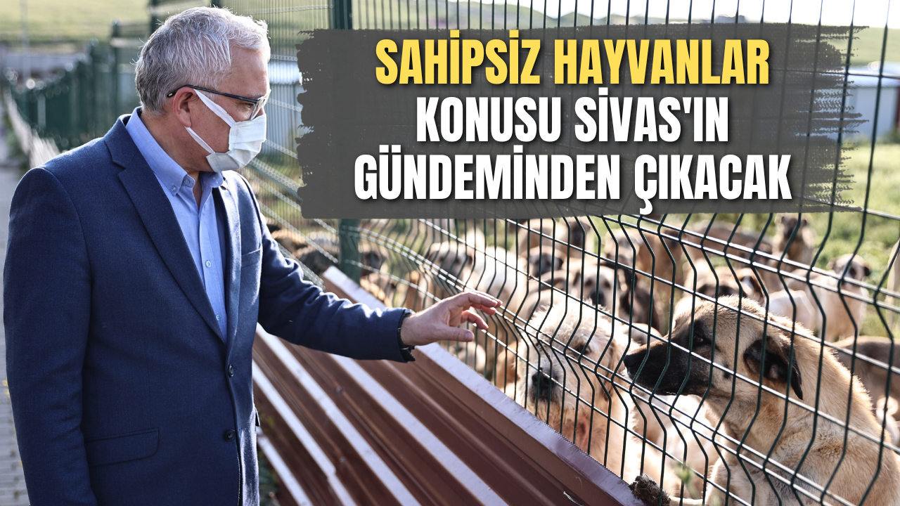 Sahipsiz hayvanlar konusu Sivas'ın gündeminden çıkacak