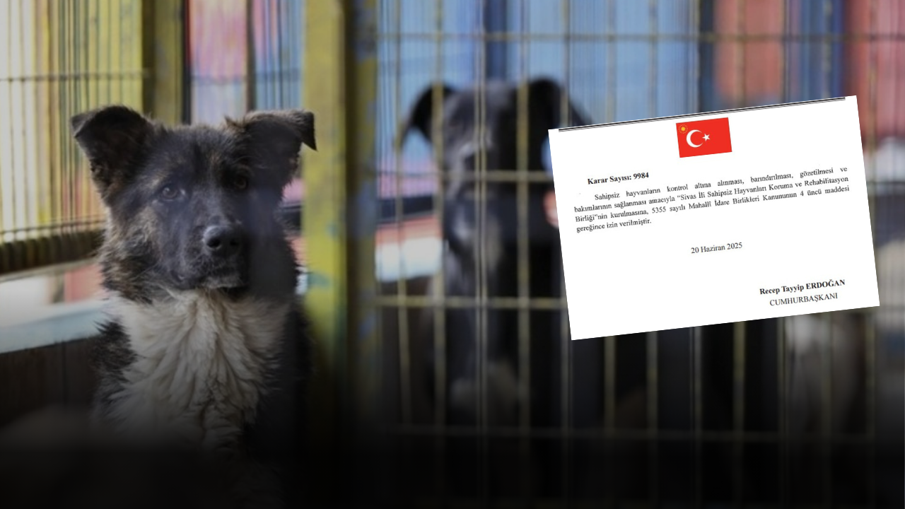 Resmi Gazete'de yayımlandı! Sivas'ta Sahipsiz Hayvanları Koruma Birliği kurulacak!