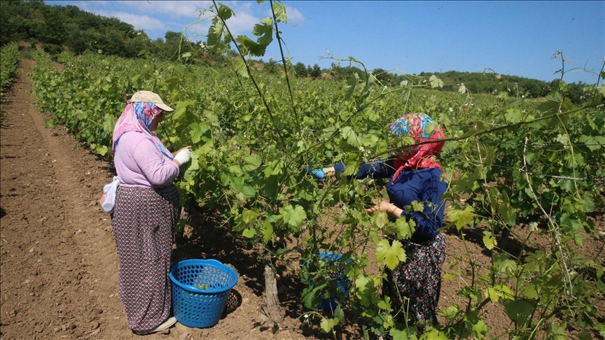 Kadınların 