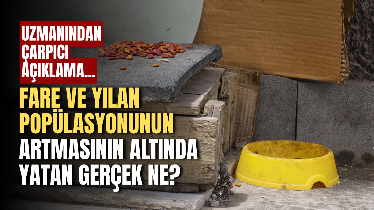 Fare ve yılan popülasyonunun artmasının altında yatan gerçek ne? Uzmanı açıkladı...