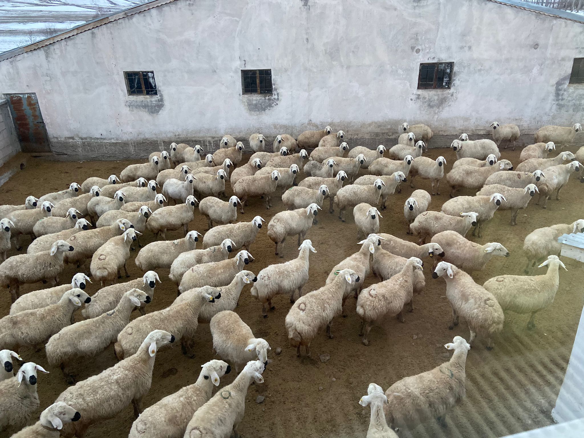 Veteriner Eksikliği Kangal’ı Vurdu! Şap Salgını Büyüyor!