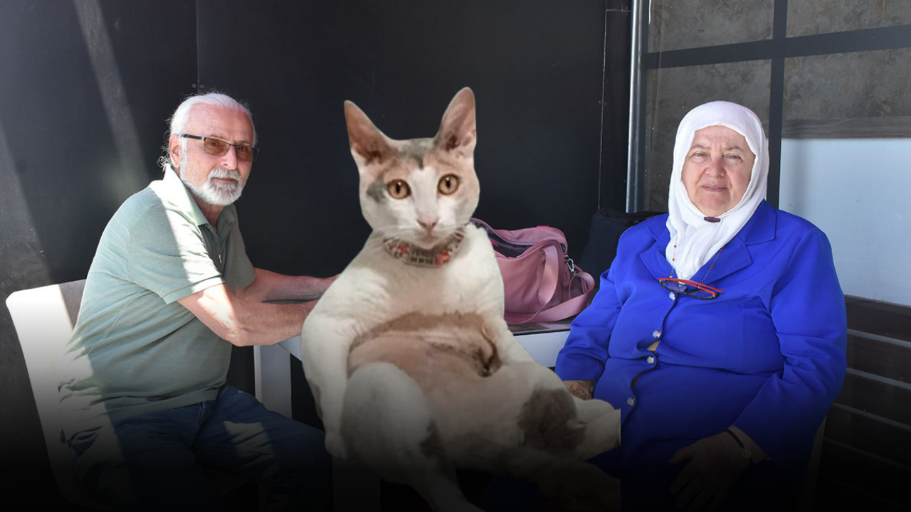 Minibüsten Firar Eden Kedi Sahiplerini Sivas'ta Bıraktı: 
