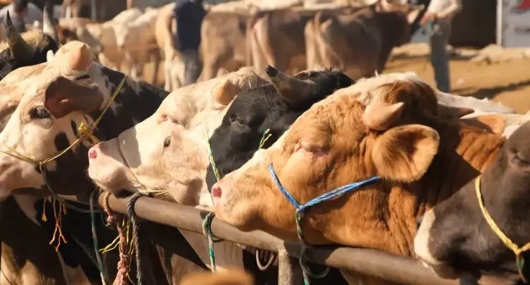 Şap kâbusu sürüyor! 81 ilde kapandı