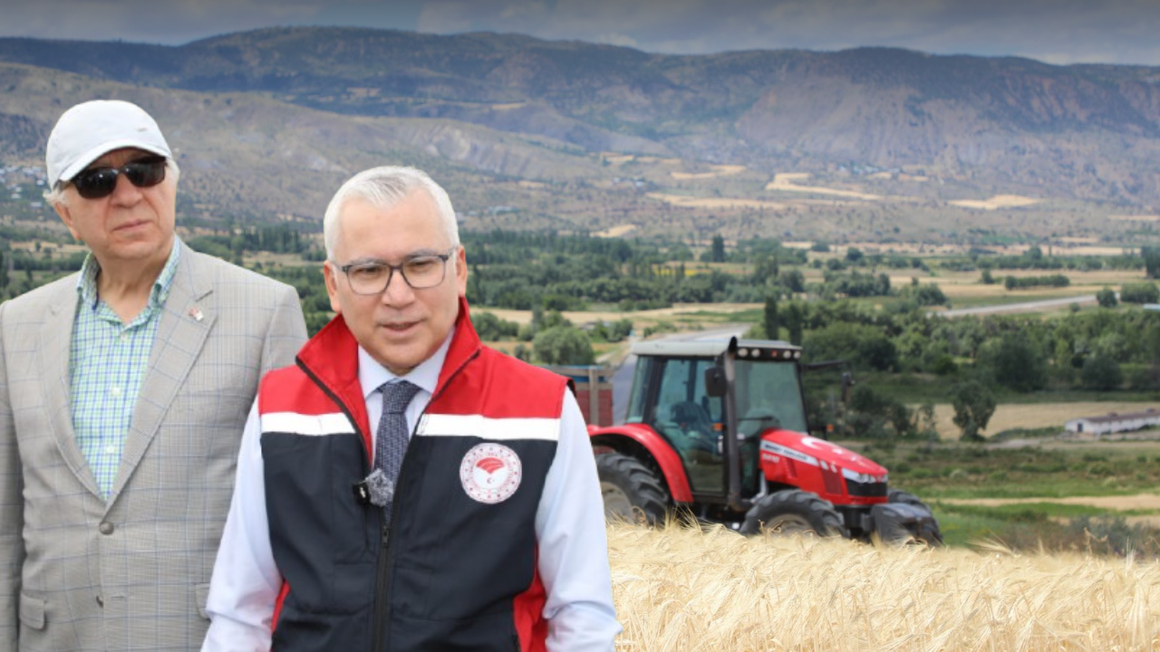 Sivas'ta yılın ilk hasadı yapıldı!
