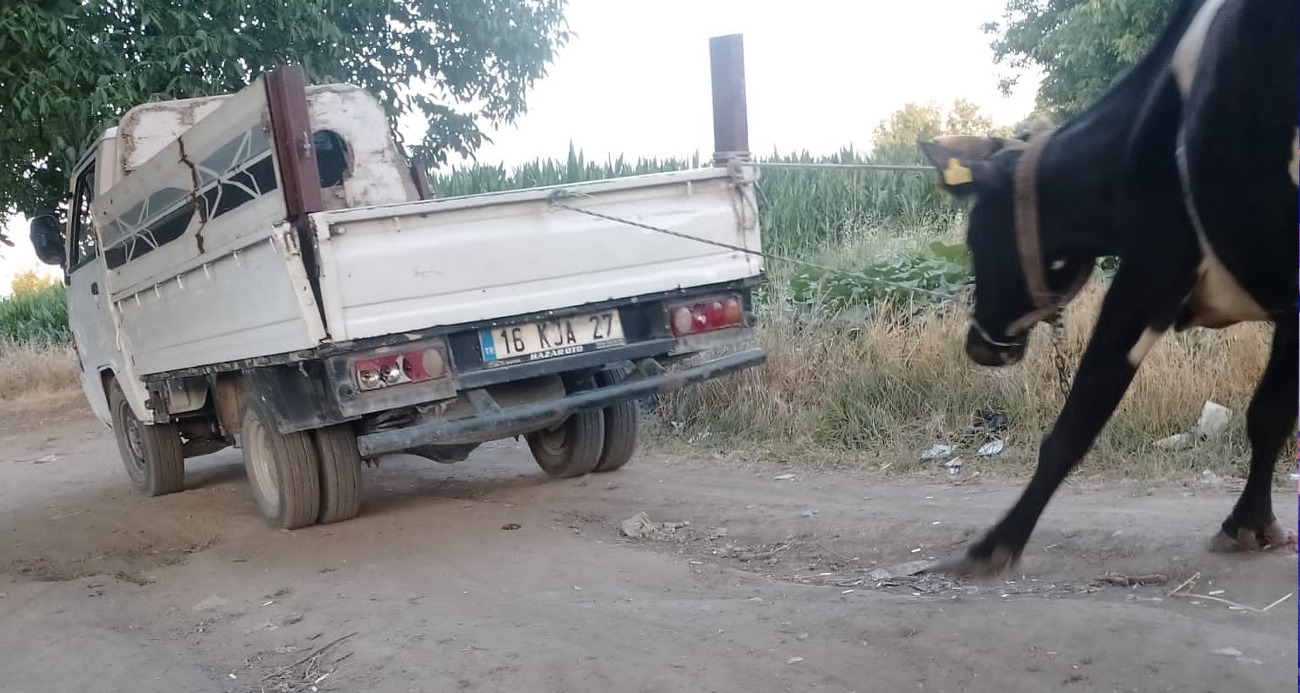 Kamyonetin arkasına bağladığı büyükbaş hayvanı yol boyunca sürükledi