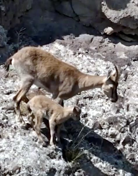 Dağ keçileri, yavrularını beslerken görüntülendi
