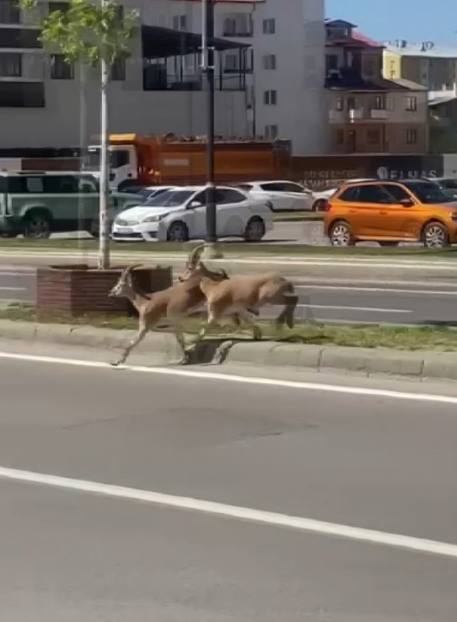 Sivas'ın davetsiz misafirleri
