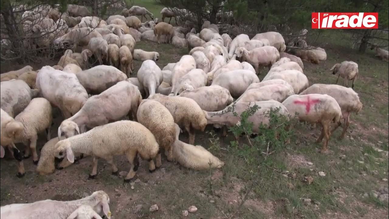 Kurbanlık alırken dikkatli olun!