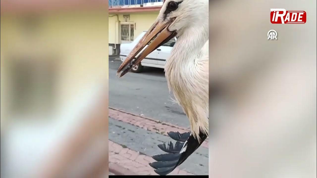 Yuvasından Düşen Yavru Yeylek İçin Operasyon