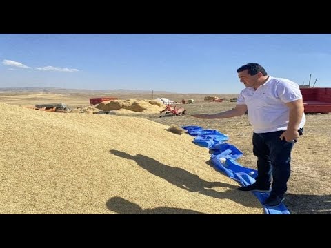 Ulaş Karasu Hasat Yapan Çiftçilerin Derdini Anlattı