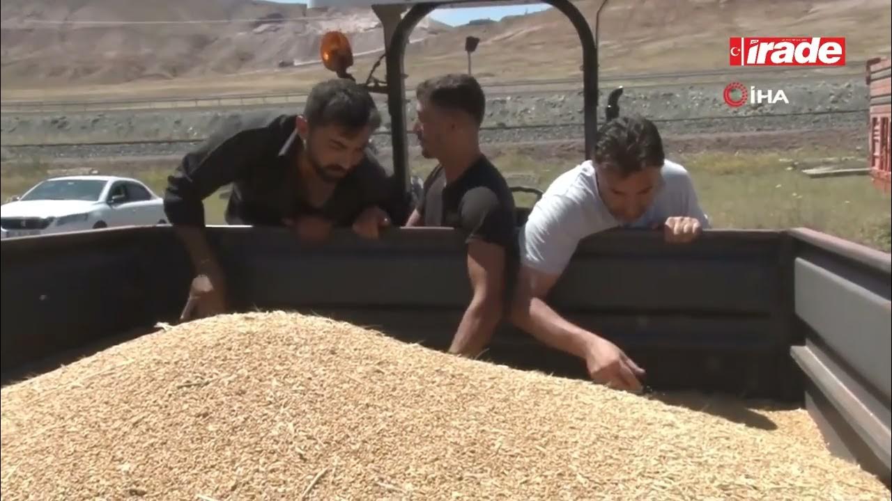 Sivas’ta Hububat Rekoltesi Arttı, Kalite Düştü