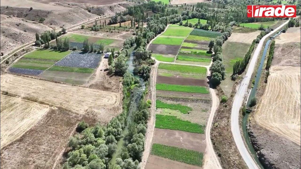 Sivas'ta Mısır Üretimi Artıyor