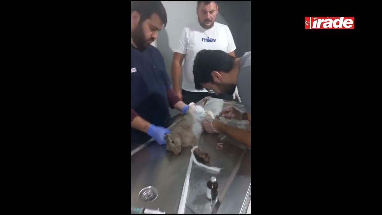 Sivas'ta Yaralı Halde Bulunan Tavşan Tedavi Altına Alındı