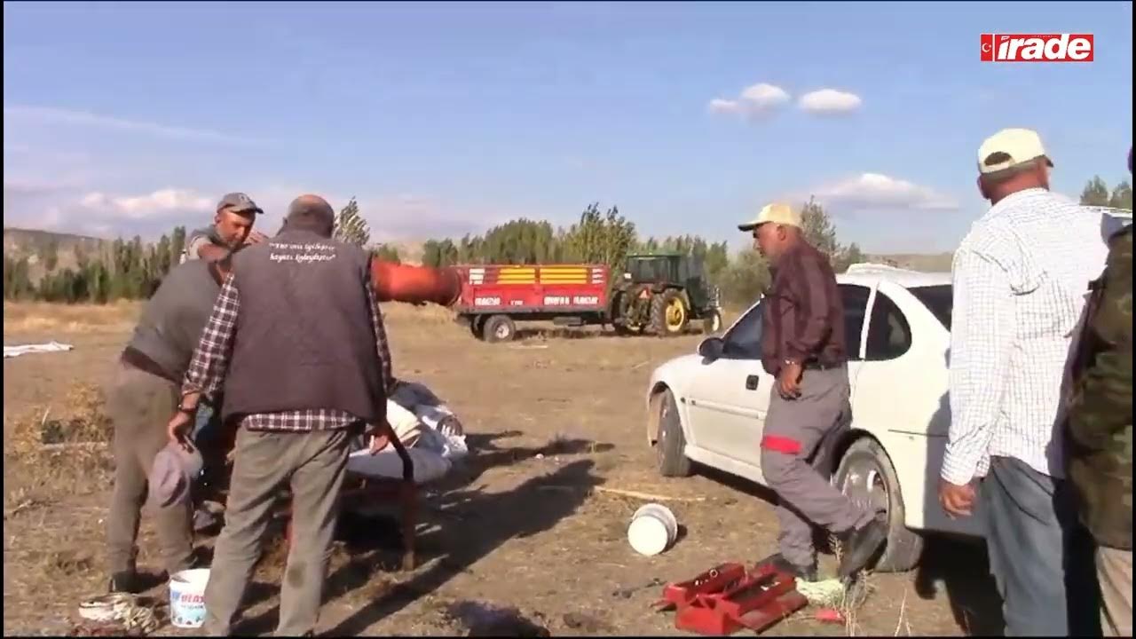 Sivas'a Gelen Tarım İşçilerinin Ayçiçeği Mesaisi  Başladı