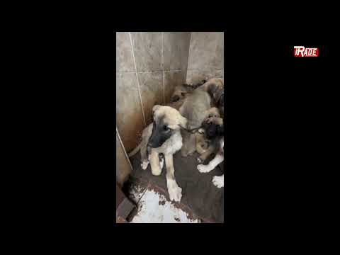 Vicdansızlık! Sorumlular Cezalandırılsın