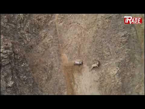 Dağ Keçilerinin Kıran Kırana Geçen Kavgası