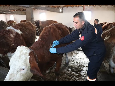 Şap Hastalığına Karşı Rutin Olarak Aşıları Yaptırın