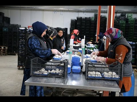 Sivas'ta Devlet Desteğiyle Kurulan Mantar Üretim Tesisi Kadınlara İstihdam Sağlıyor