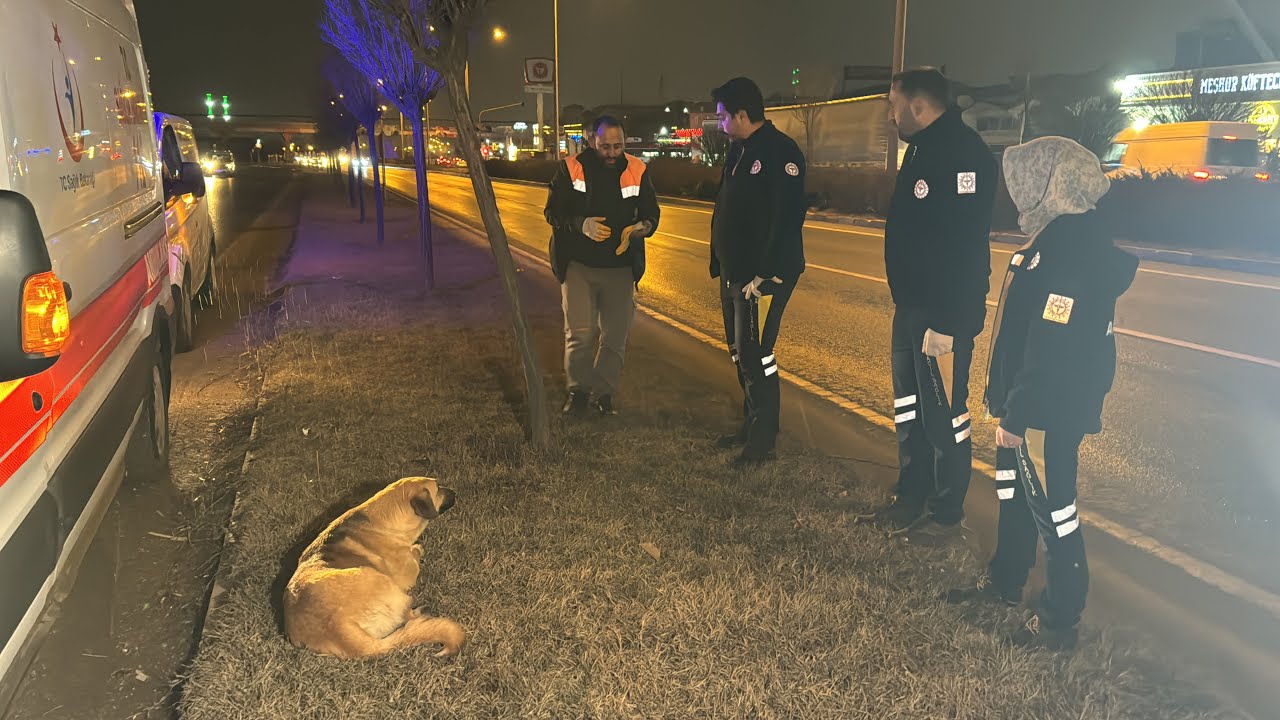 Sivas'ta Sağlık Çalışanları Yağmurlu Havada Hayvan Ambulansını Bekledi