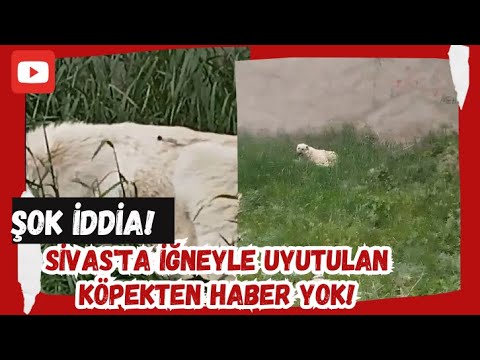 Şok İddia! Sivas'ta İğneyle Uyutulan Köpekten Haber Yok!