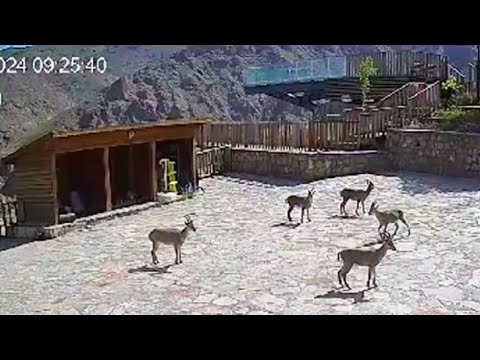 Yaban Keçileri Cam Seyir Terası'na Çıktı!