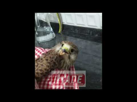 Yavru şahini etle beslediler