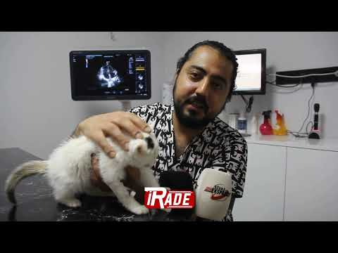 Sivas’ta Başına Parke Taşı Düşen Minik Kedi Sahiplenilmeyi Bekliyor