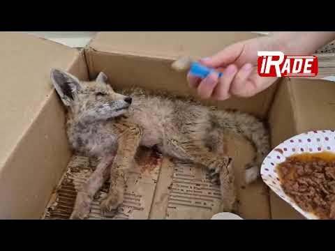 Sivas'ta Yaralı Halde Bulunan Tilki Yavrusu Tedavi Altına Alındı!