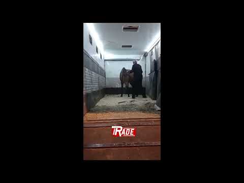 Sivas İrade Yazmıştı! Ayağı Kopan Ata HAYTAP Sahip Çıktı!