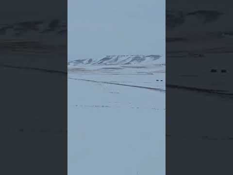Sivas'ta 7 Bin Ton Şeker Pancarı Kar Altında Kaldı! Türk Şeker’den Muhatap Yok!