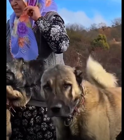 Sahibinin başka köpeği sevdiğini gören Kangal sahibine küstü!
