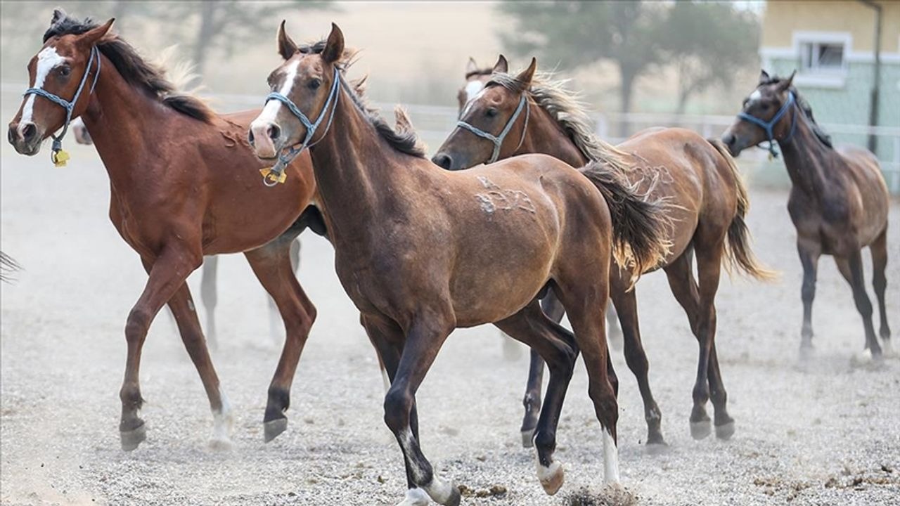 Arap koşu tayları satılacak