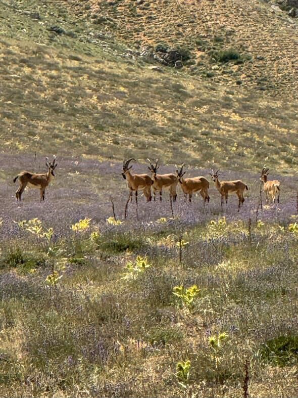 Dağların eşsiz tırmanıcıları bozkırda poz verdi